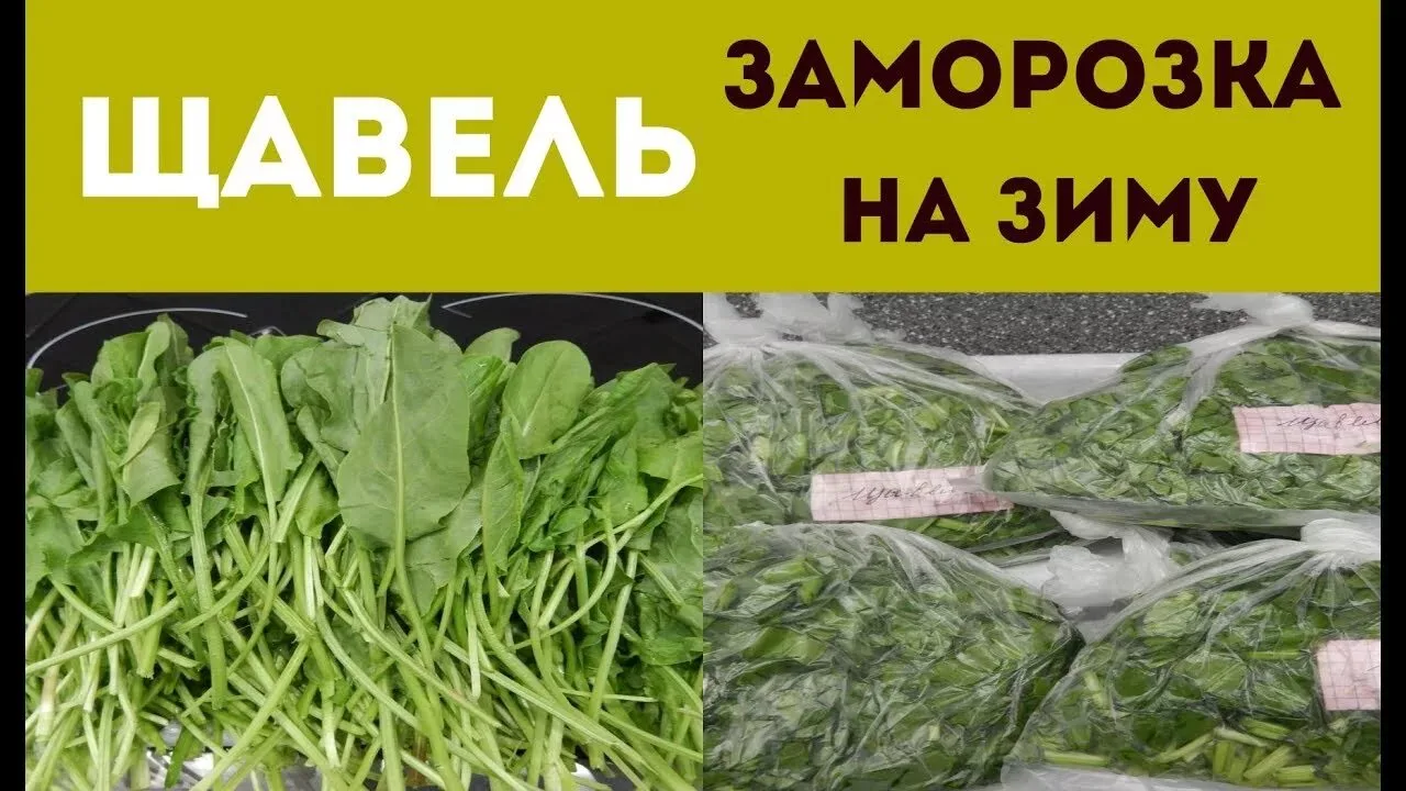 Как заморозить щавель на зиму: 3 проверенных способа