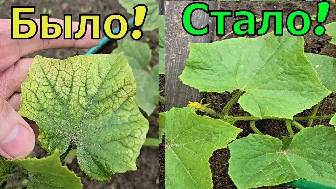 Почему желтеют листья у огурцов и что делать в июне