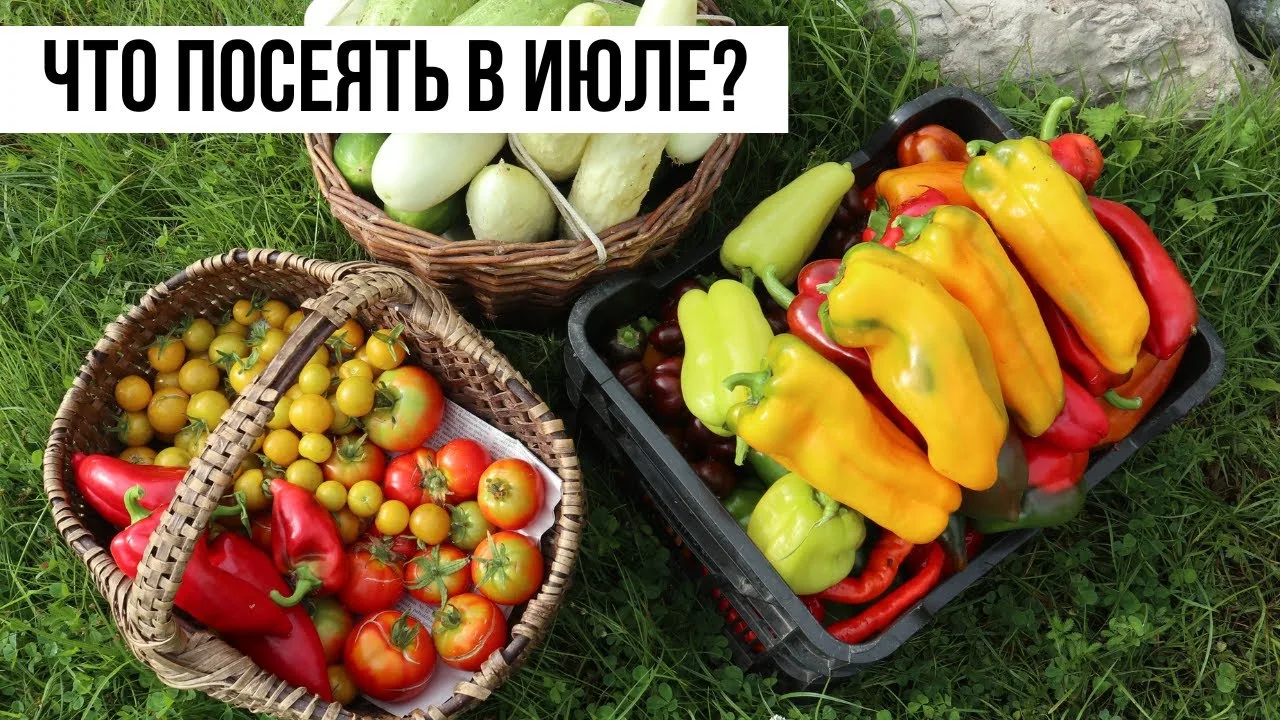 Вторая посадка зелени: что посеять в июле для осеннего урожая