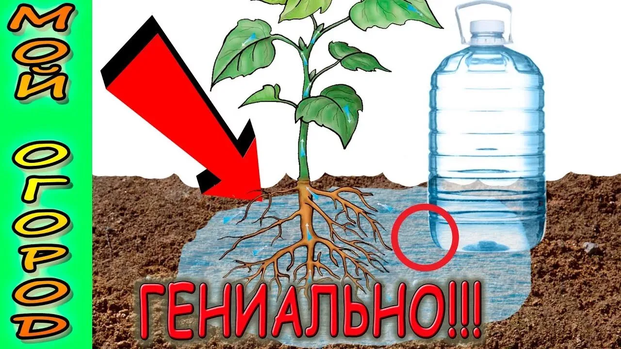 Как сделать капельный полив из пластиковых бутылок своими руками