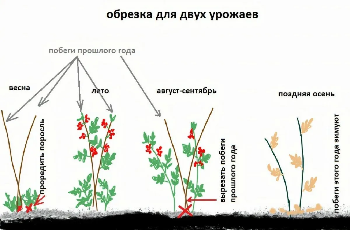 Как обрезать малину после плодоношения: сроки и правила
