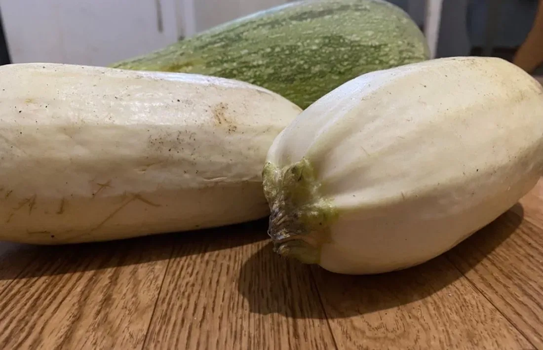 Кабачки урожай