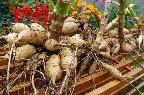 Как сохранить георгины и гладиолусы: выкопка, просушка и хранение клубней
