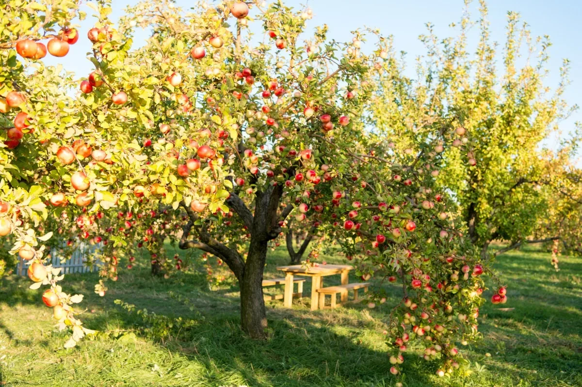 Подкормка яблонь и груш
