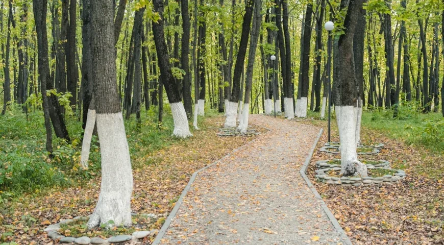 Побелка деревьев