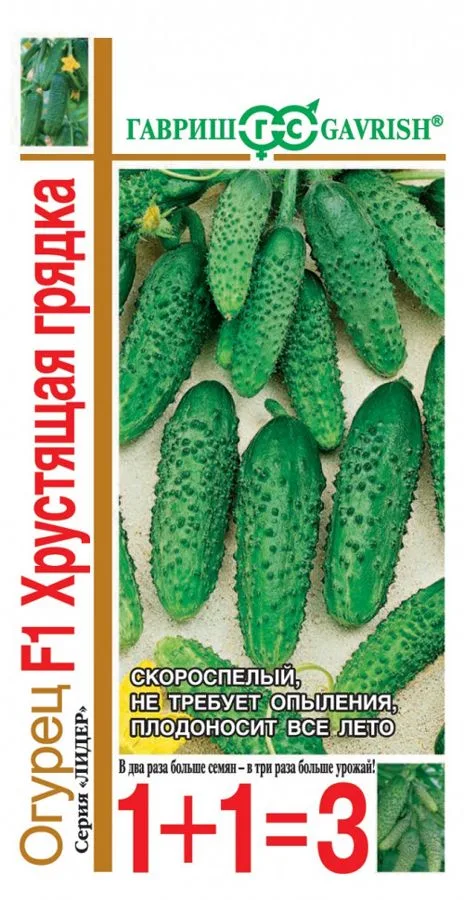 Огурец Хрустящая грядка F1