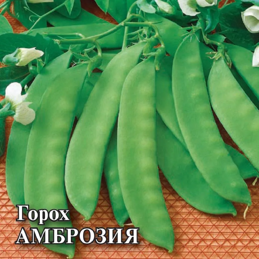 Фасоль Амброзия