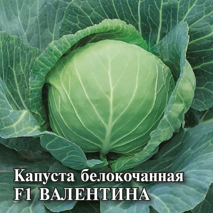 Капуста белокочанная Валентина F1