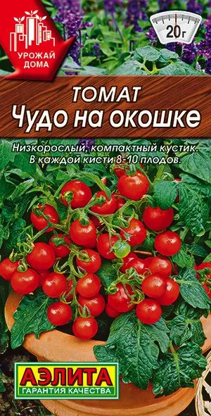Томат Чудо на окошке