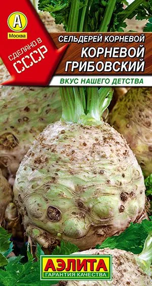 Сельдерей корневой Грибовский