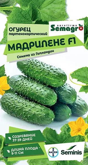 Огурец Мадрилене F1