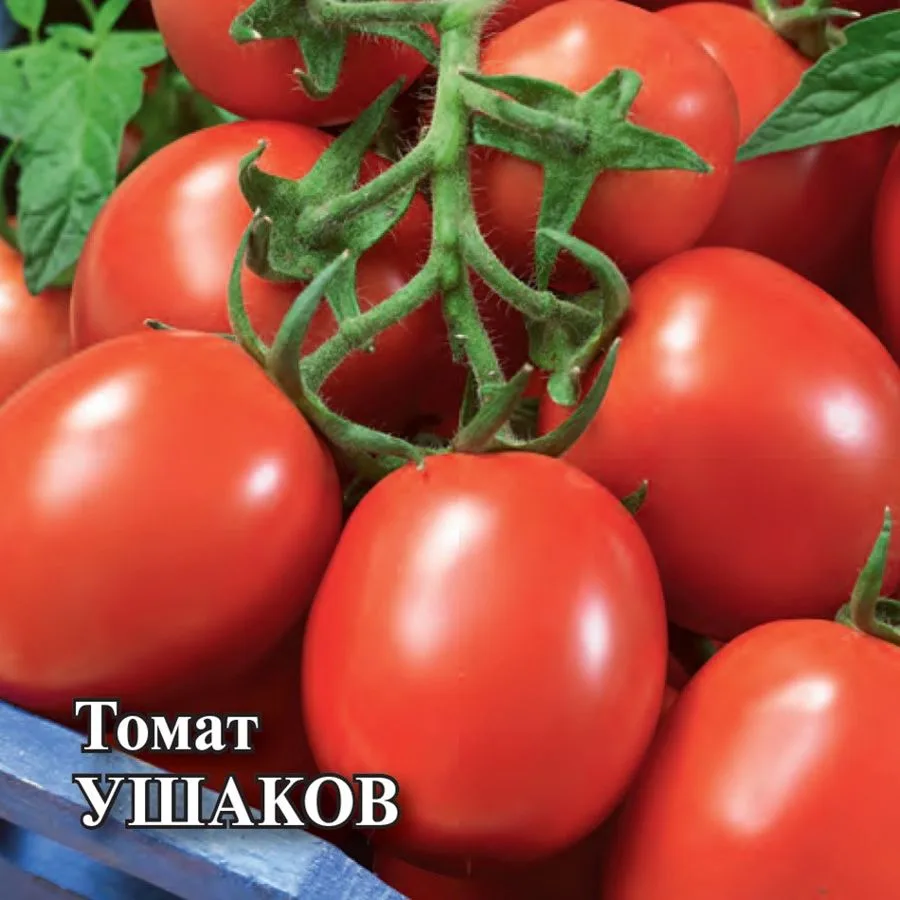 Томат Ушаков
