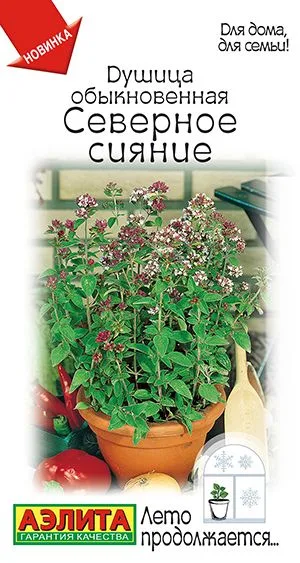 Пряные травы Душица обыкновенная Северное сияние