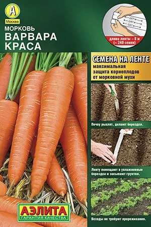 Морковь Варвара краса