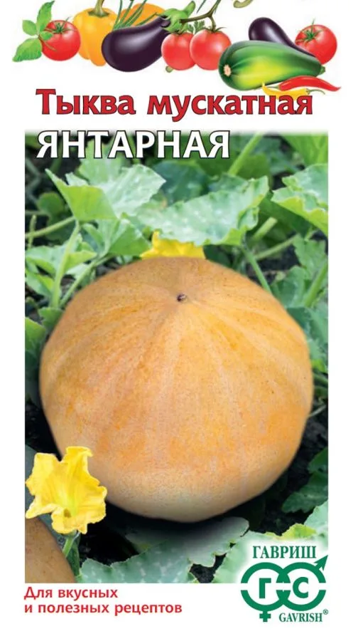Тыква мускатная Янтарная