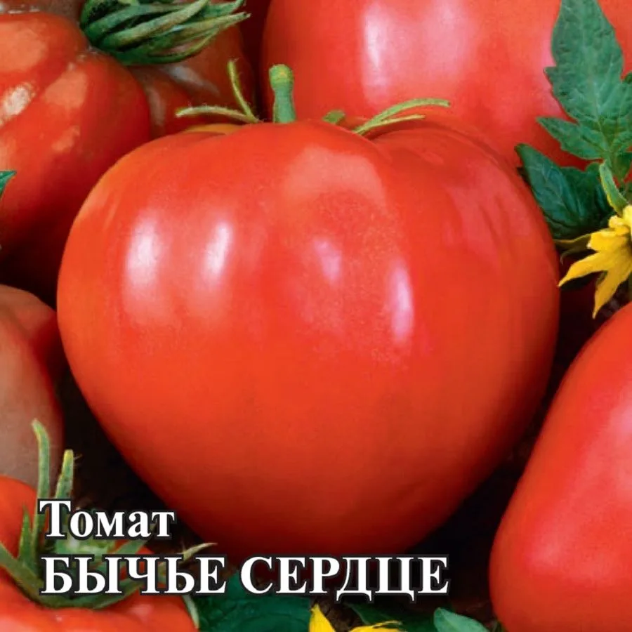 Томат Бычье сердце