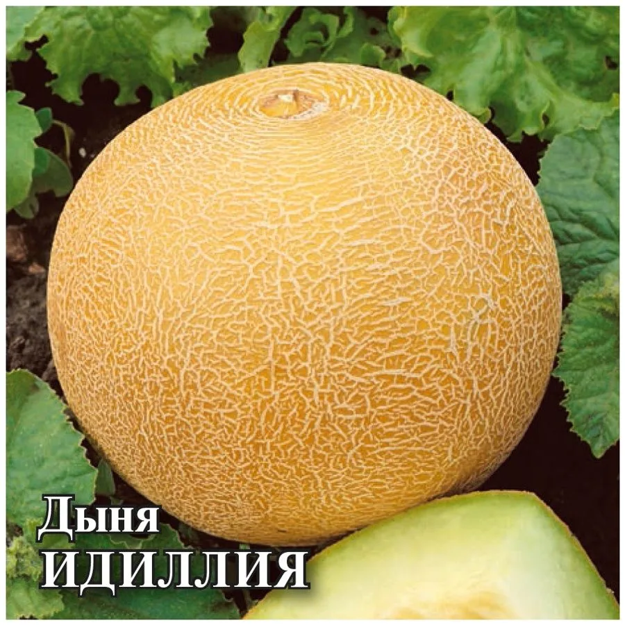 Дыня Идиллия
