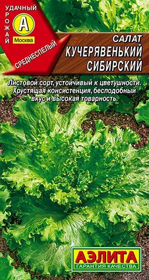 Салат Кучерявенький сибирский