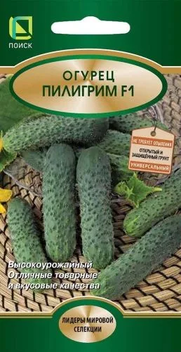 Огурец Пилигрим F1