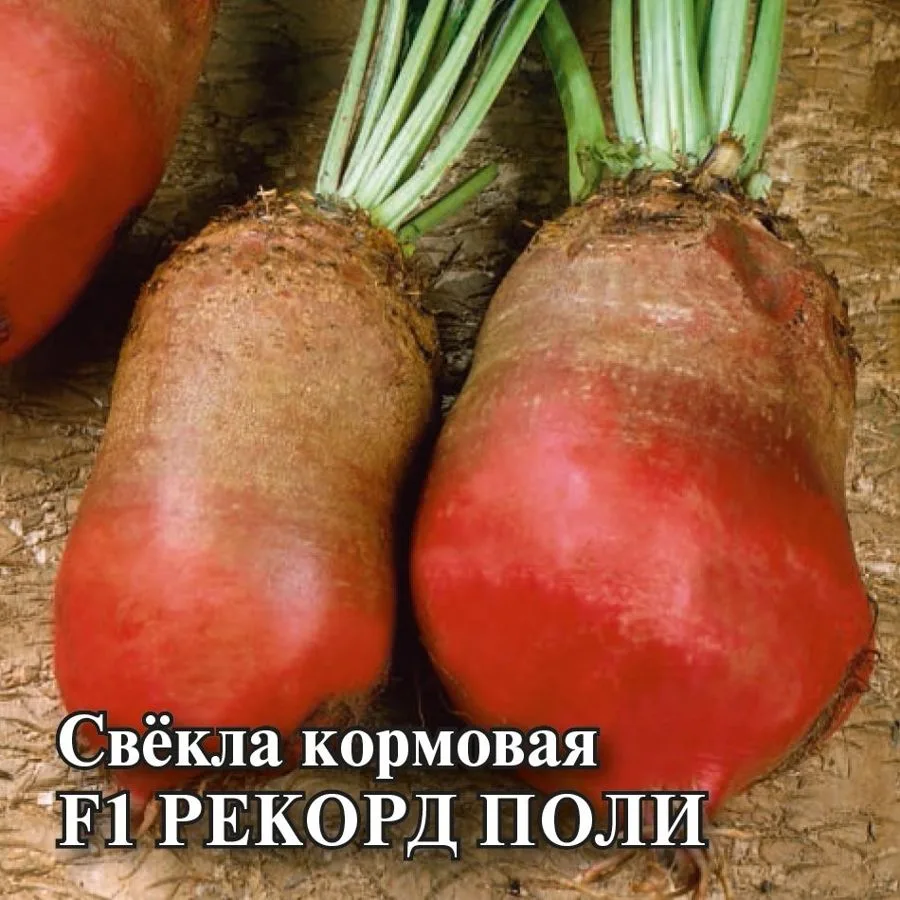 Свёкла Рекорд Поли F1