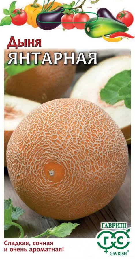 Дыня Янтарная 1