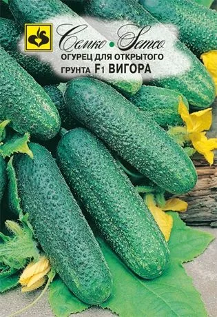 Семена: Огурец Вигора F1