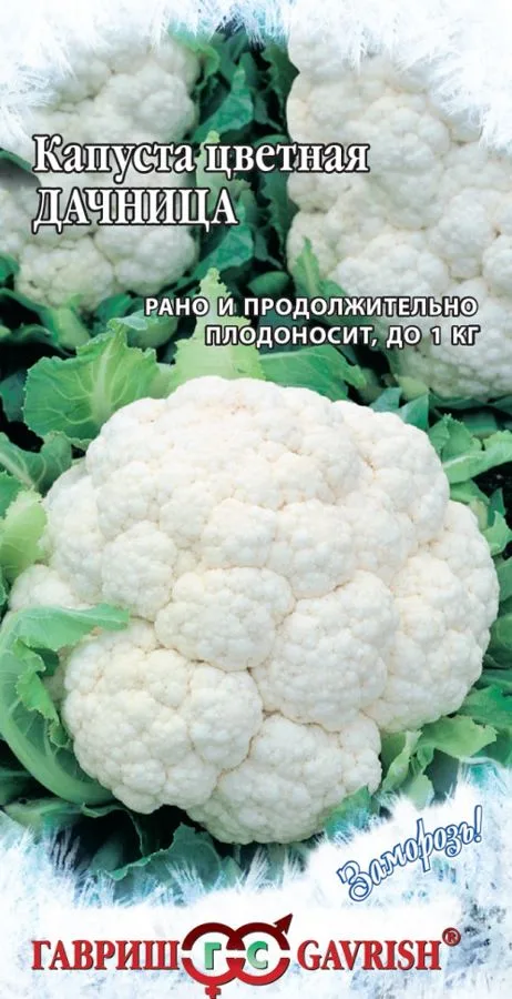 Капуста цветная Дачница