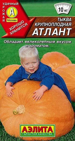 Тыква крупноплодная Атлант