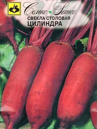 Свёкла Цилиндра