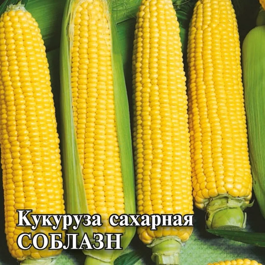Кукуруза сахарная Соблазн F1