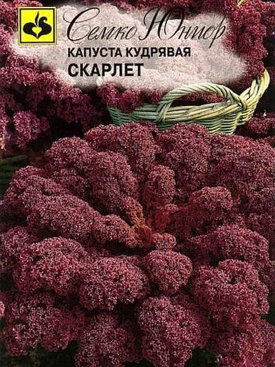 Капуста Скарлет