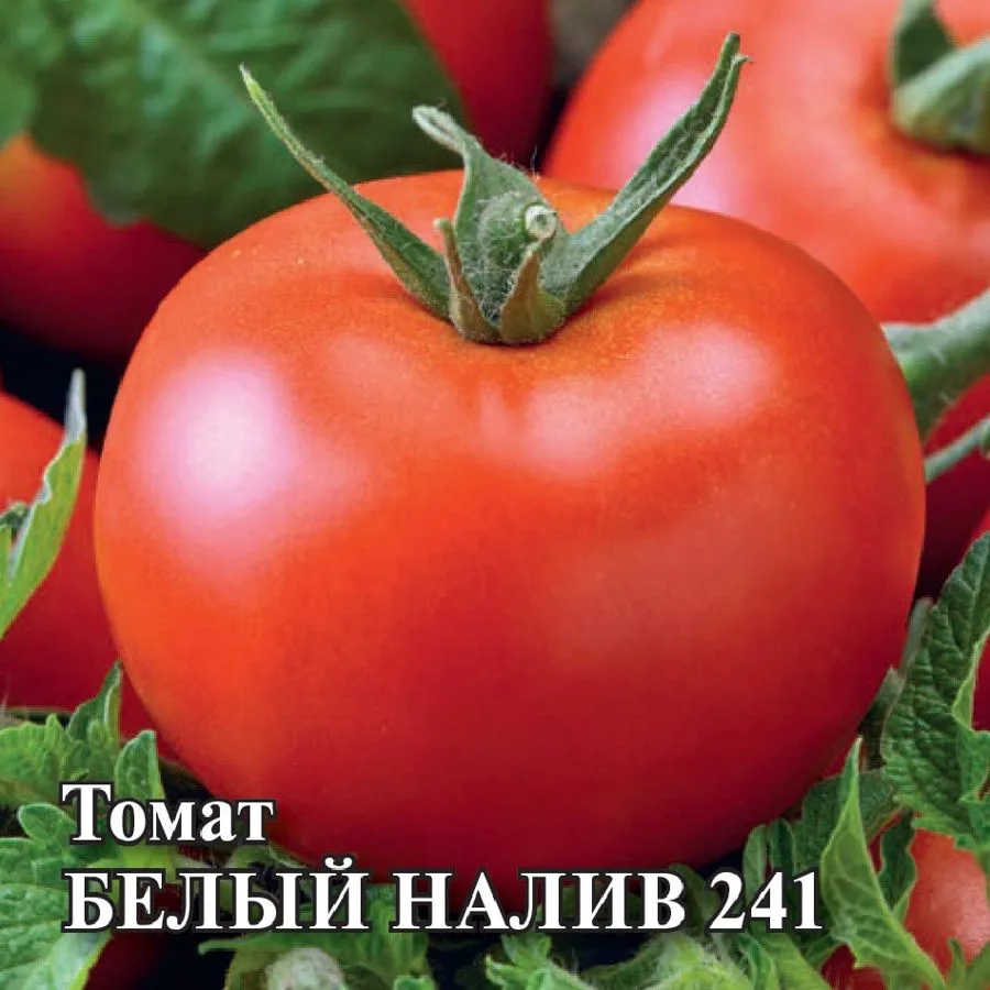 Томат Белый налив 241