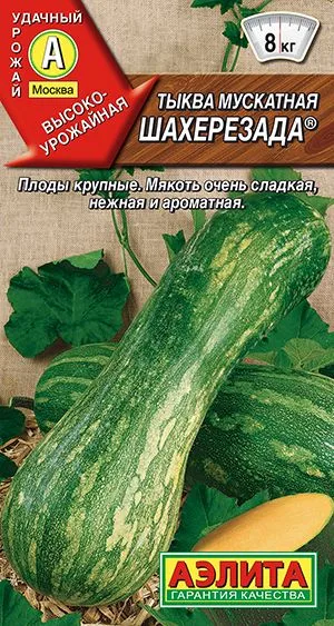 Тыква мускатная Шахерезада