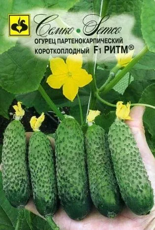 Огурец Ритм F1