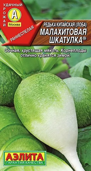 Редька китайская Малахитовая шкатулка