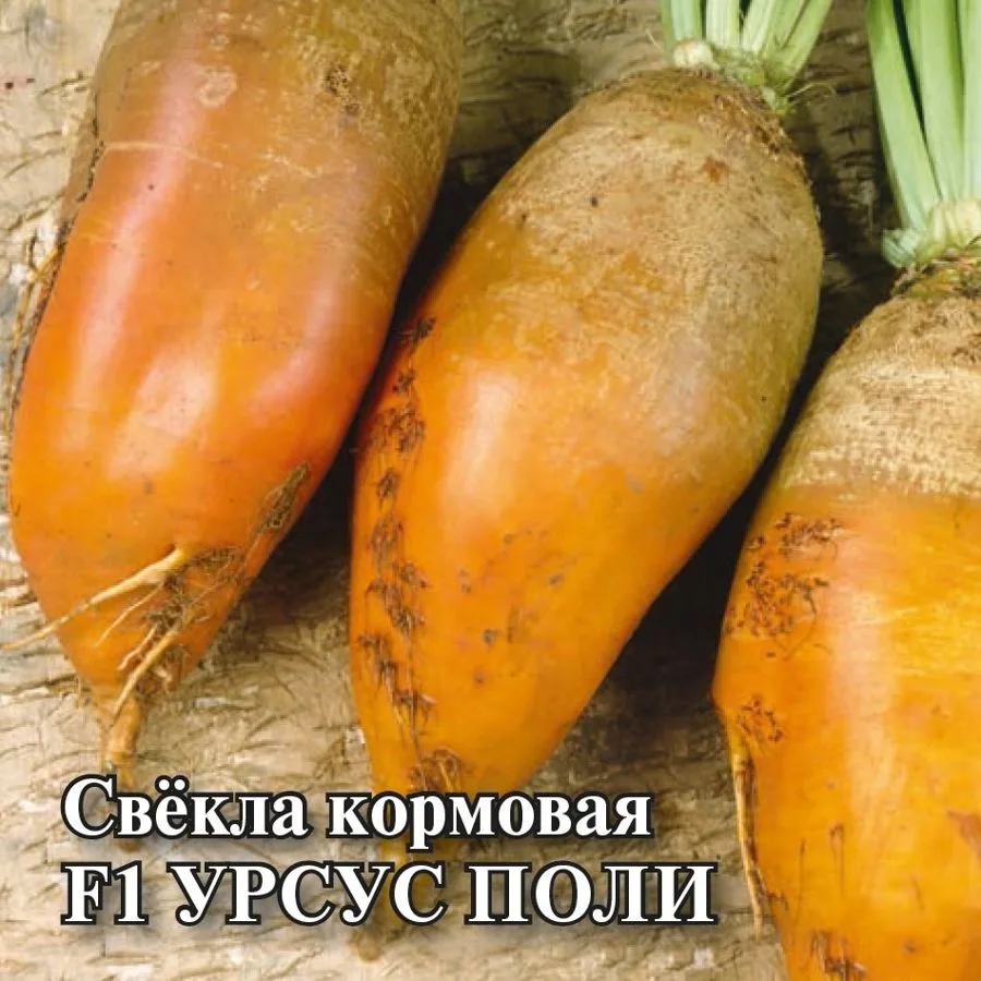 Свёкла Урсус Поли F1