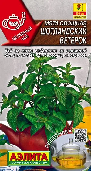 Пряные травы Мята овощная Шотландский ветерок