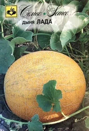Дыня Лада