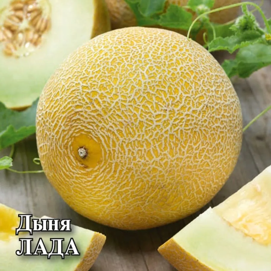 Дыня Лада