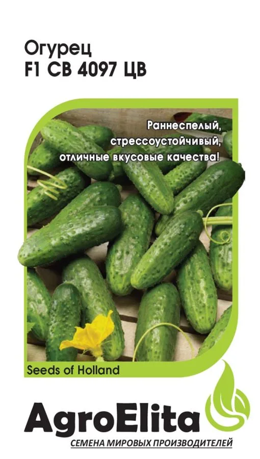Огурец СВ 4097 ЦВ F1