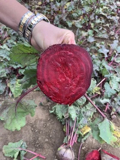 Семена: Свёкла Модана