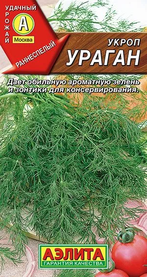 Укроп Ураган