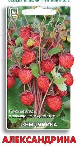 Земляника Александрина