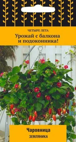 Земляника ремонтантная Чаровница