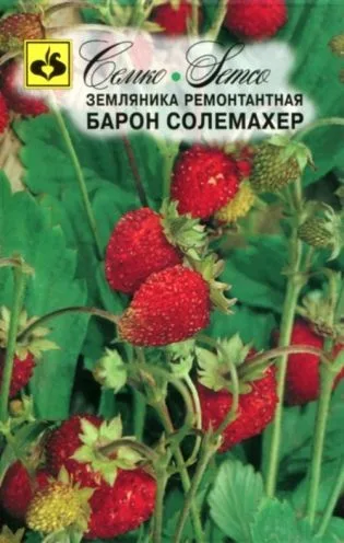 Земляника Барон Солемахер