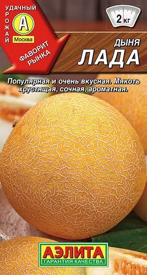 Дыня Лада