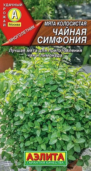 Пряные травы Мята колосистая Чайная симфония