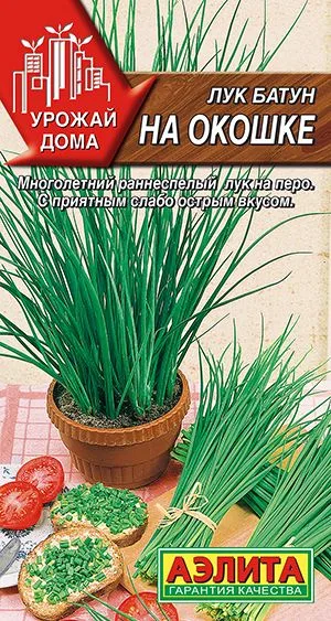 Лук батун На окошке