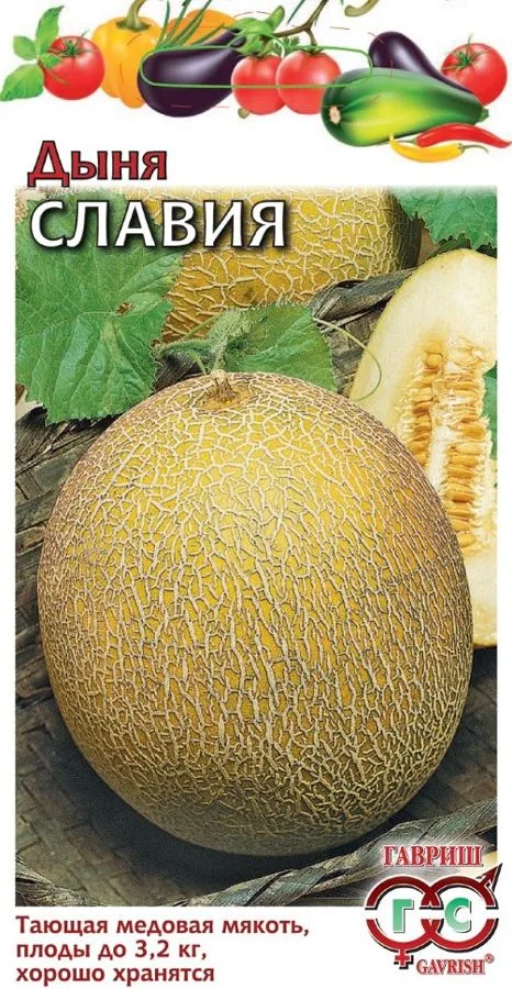 Дыня Славия