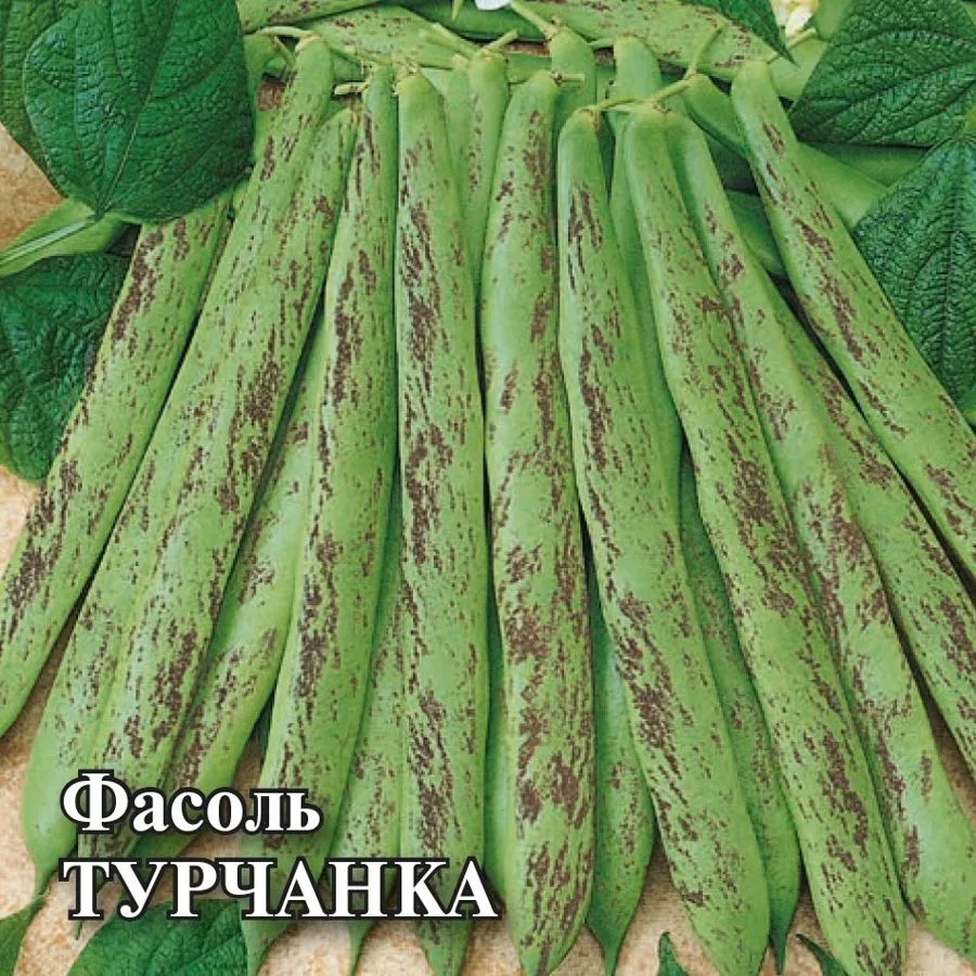 Фасоль спаржевая Турчанка